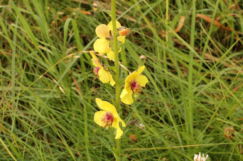 Verbascum blattaria / Verbasco polline